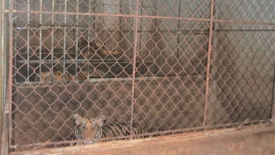 Vì sao 8 con hổ công an thu giữ từ nhà dân bị chết?